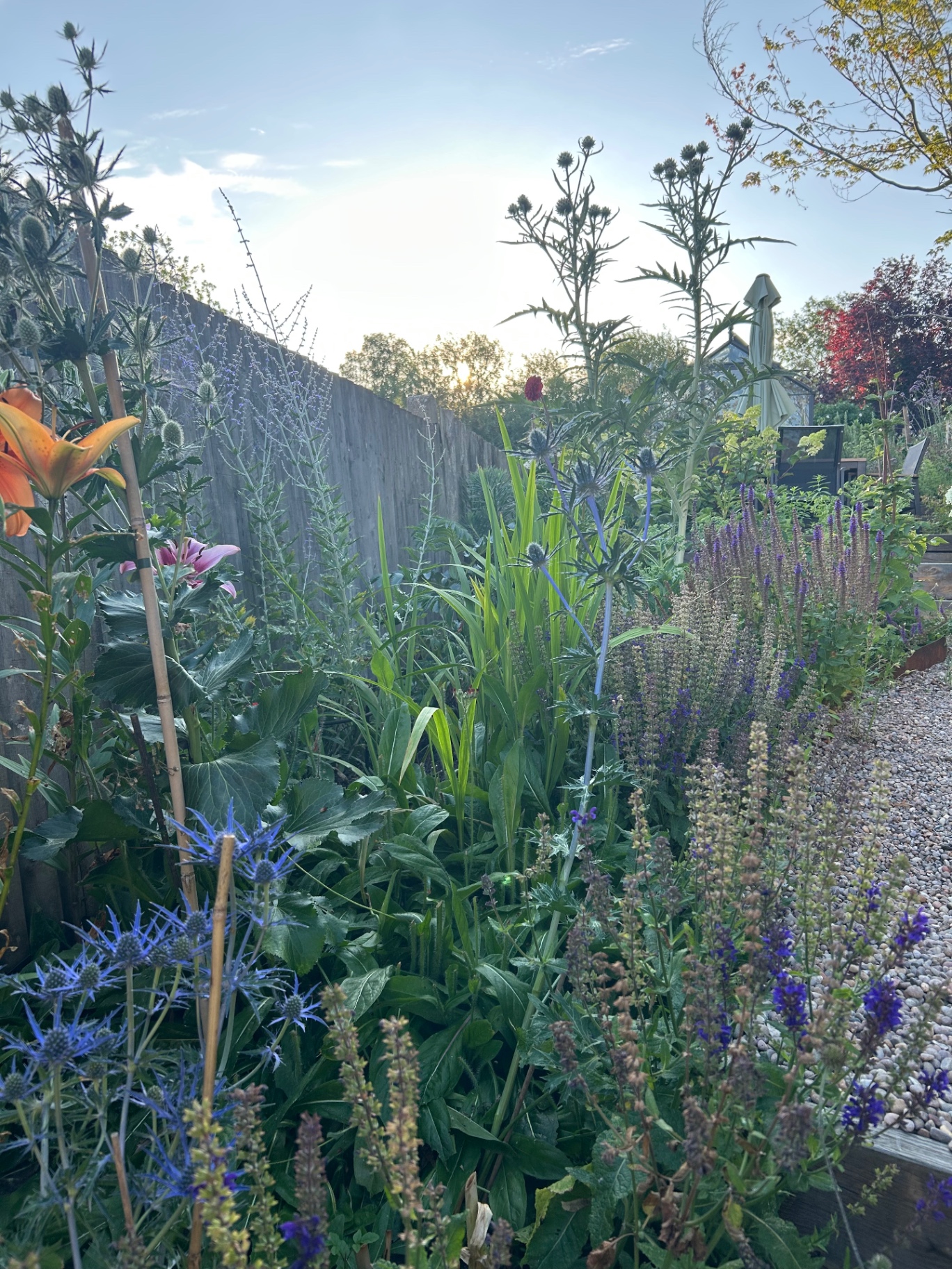 Naturalistic South London garden at dusk with grasses and stone path